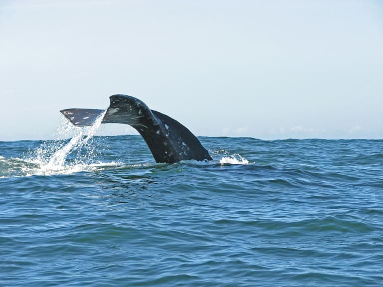 Best Places to Stay for Oregon Coast Whale Watching