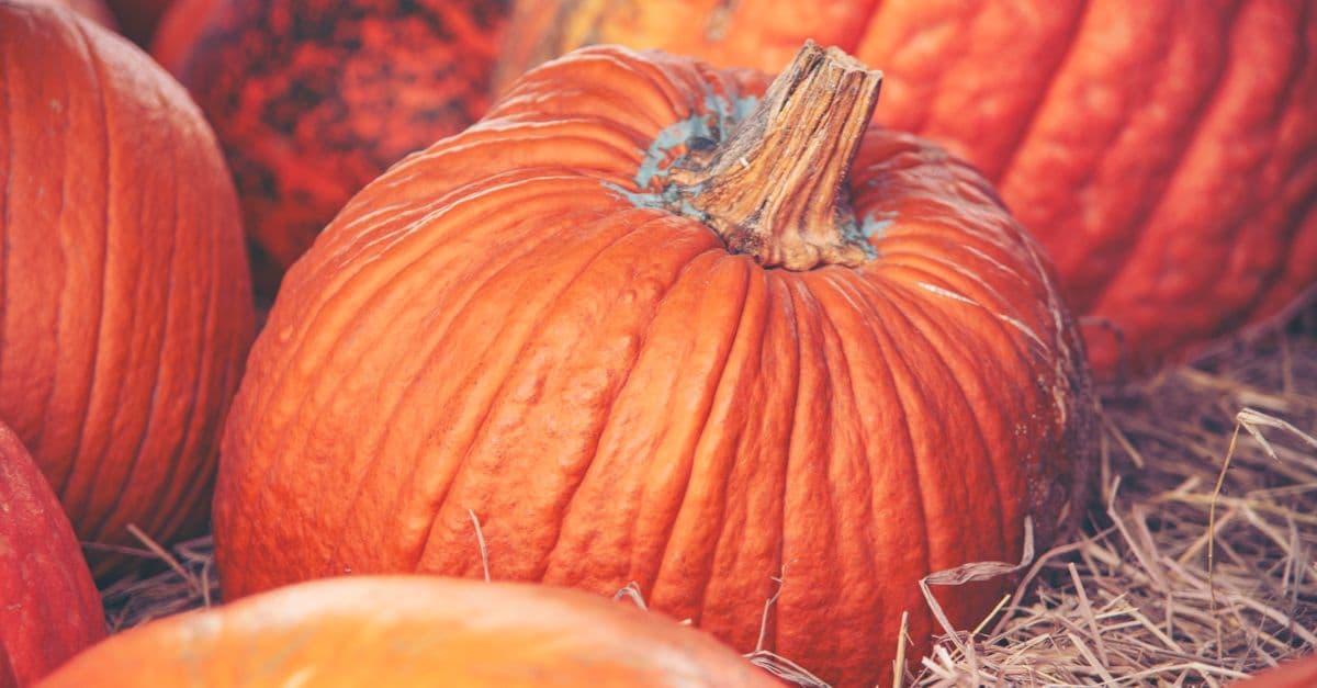 Glass Pumpkin Patch