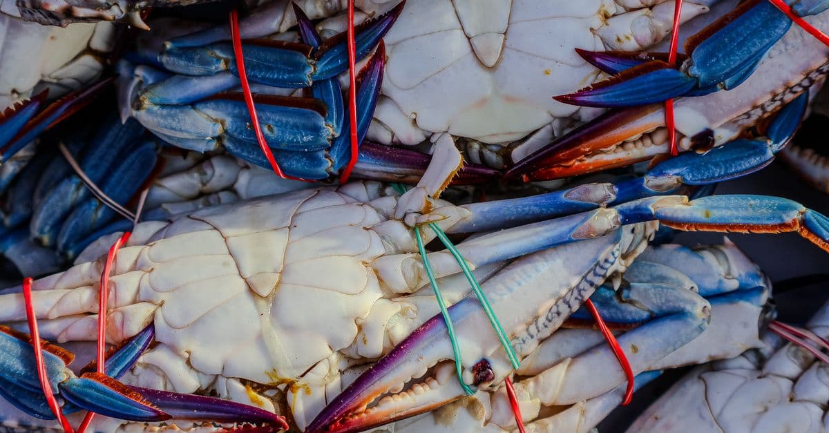 Wheeler Crab Festival