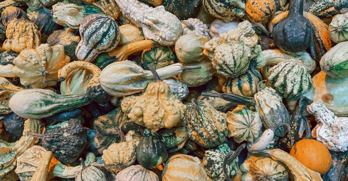 Annual Autumn Rocktober Fest