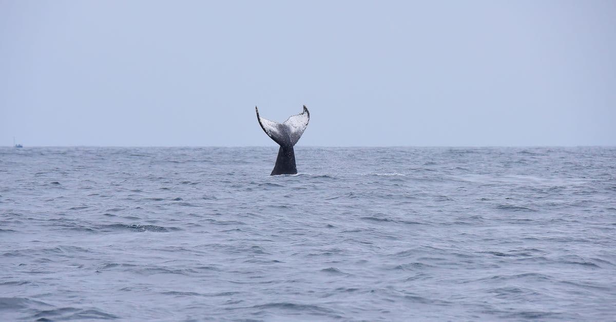 Pacific Coast Whale Watch