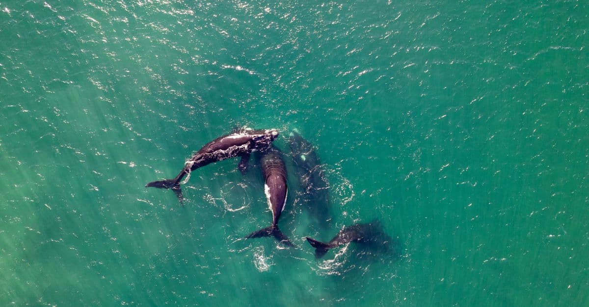 Oregon Coast Winter Whale Watch Week