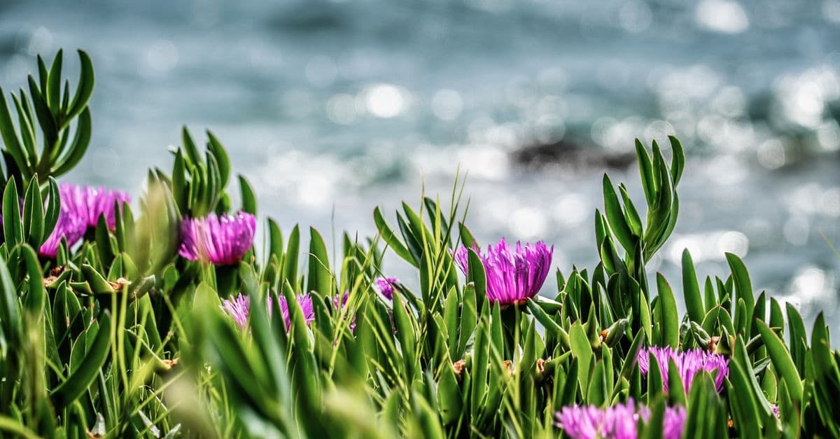 Connie Hanson Garden Spring Plant Sale
