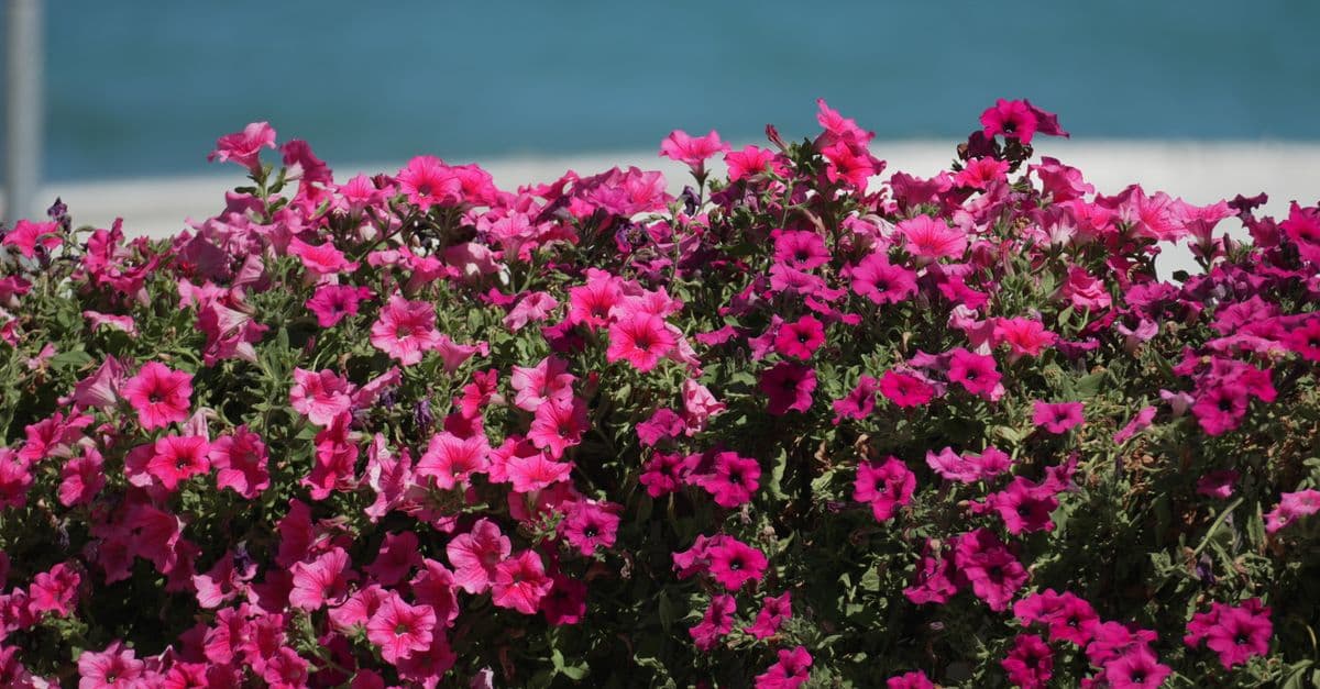 Connie Hanson Garden Spring Plant Sale