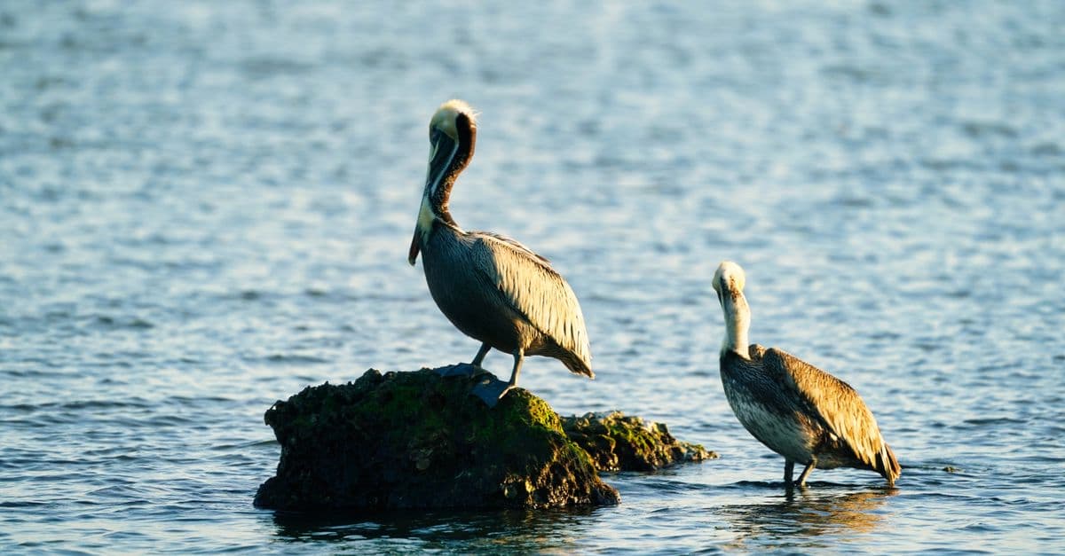 Grays Harbor Shorebird Festival