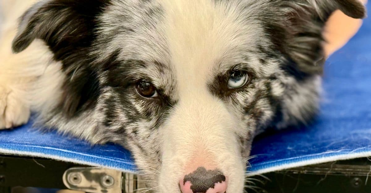 International Nautical Chainsaw Carving Competition