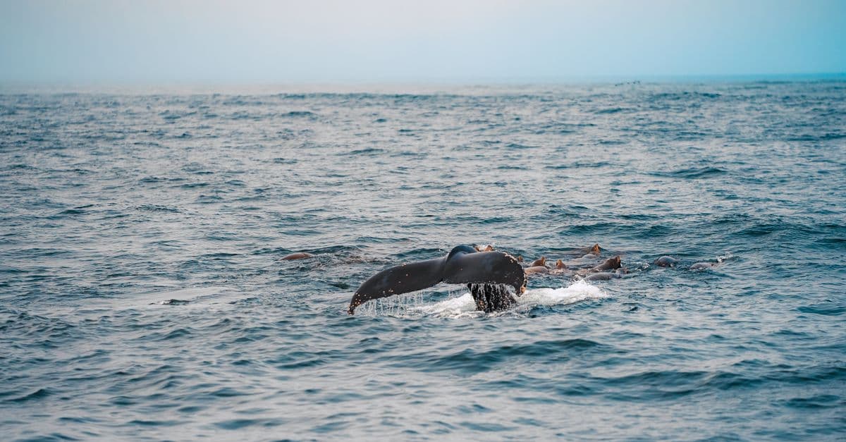 Pacific Coast Whale Watch