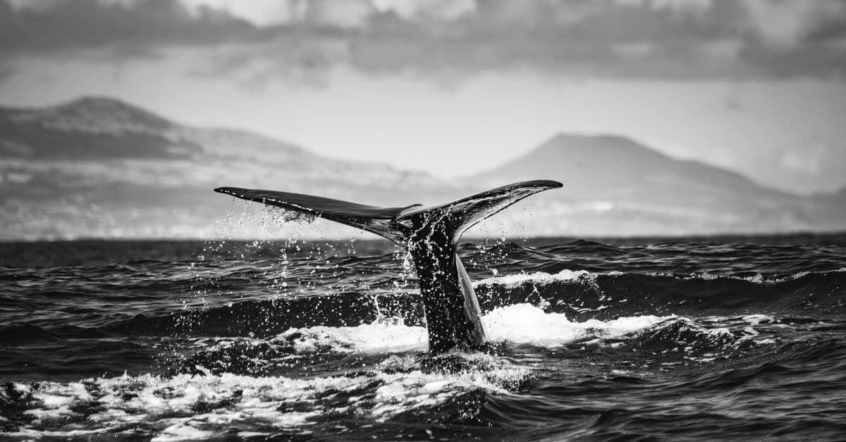 Spring Gray Whale Watch Begins