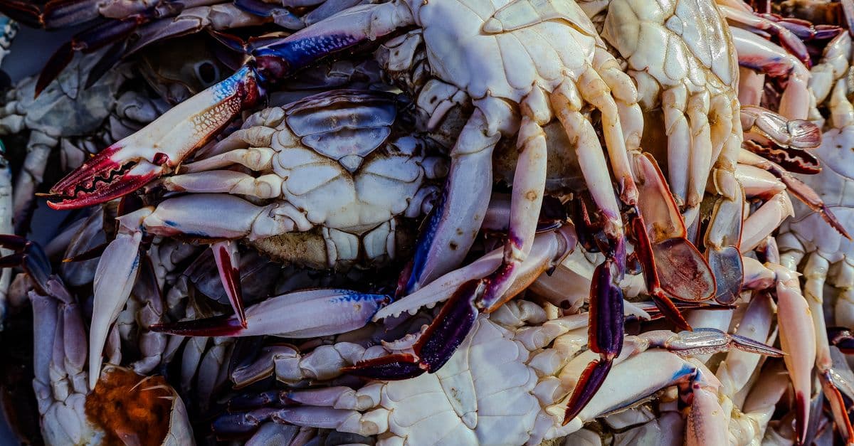 Chowder Cook Off & Various Happenings