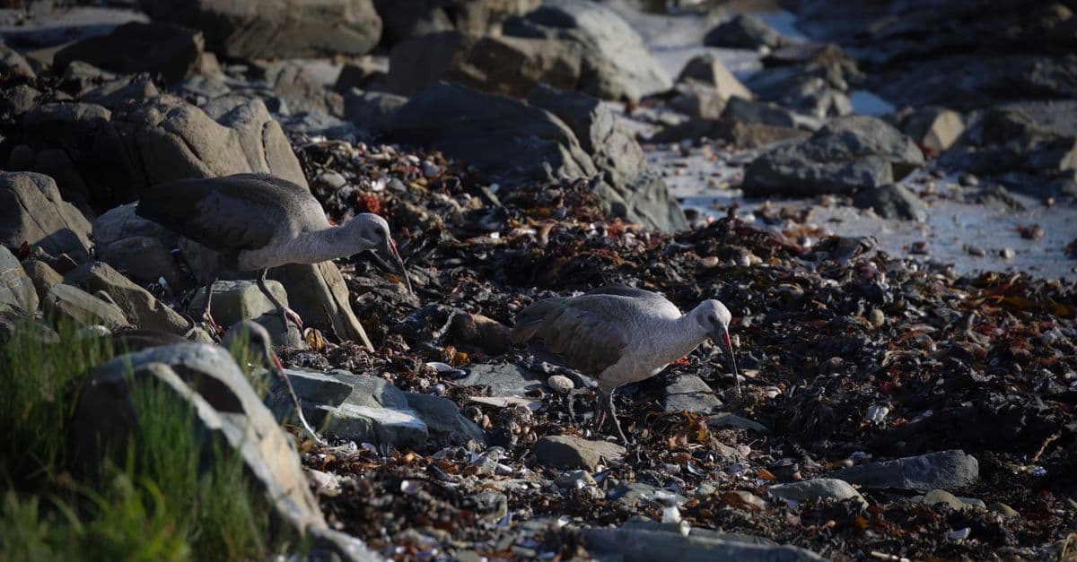 Oregon Annual Shorebird Festival