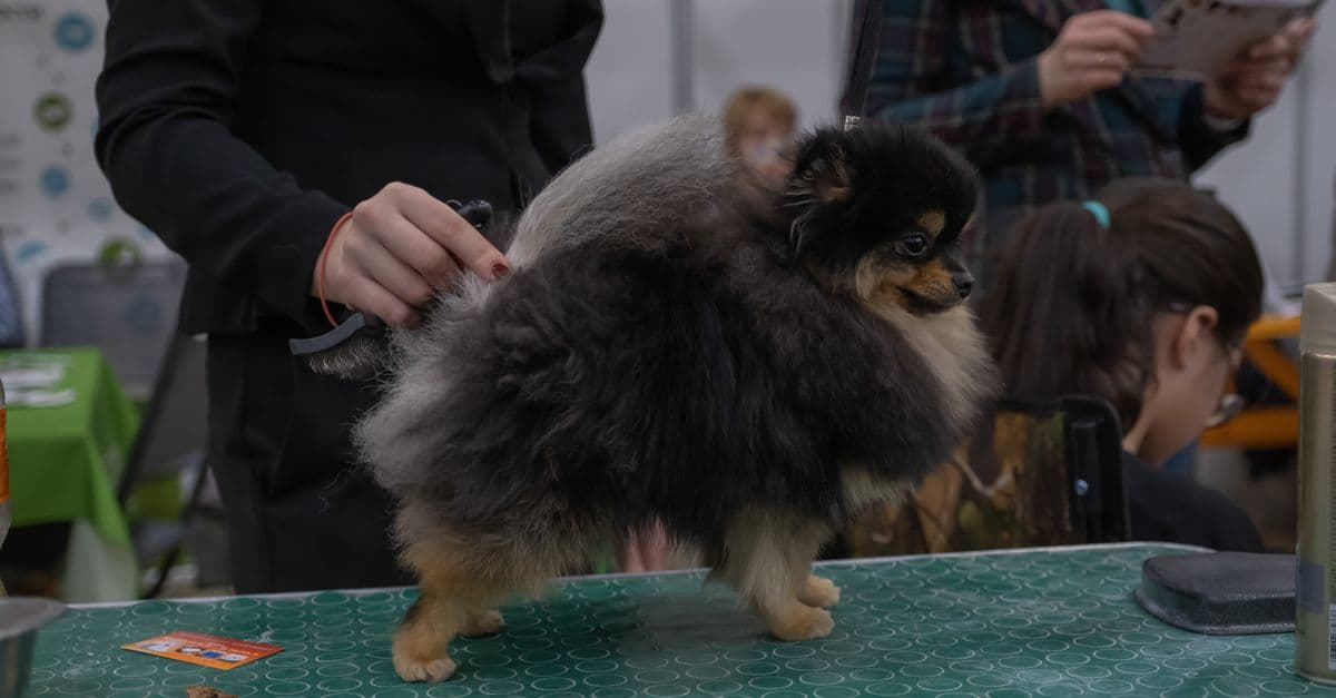 Mutt Masters Dog Show & Olympics