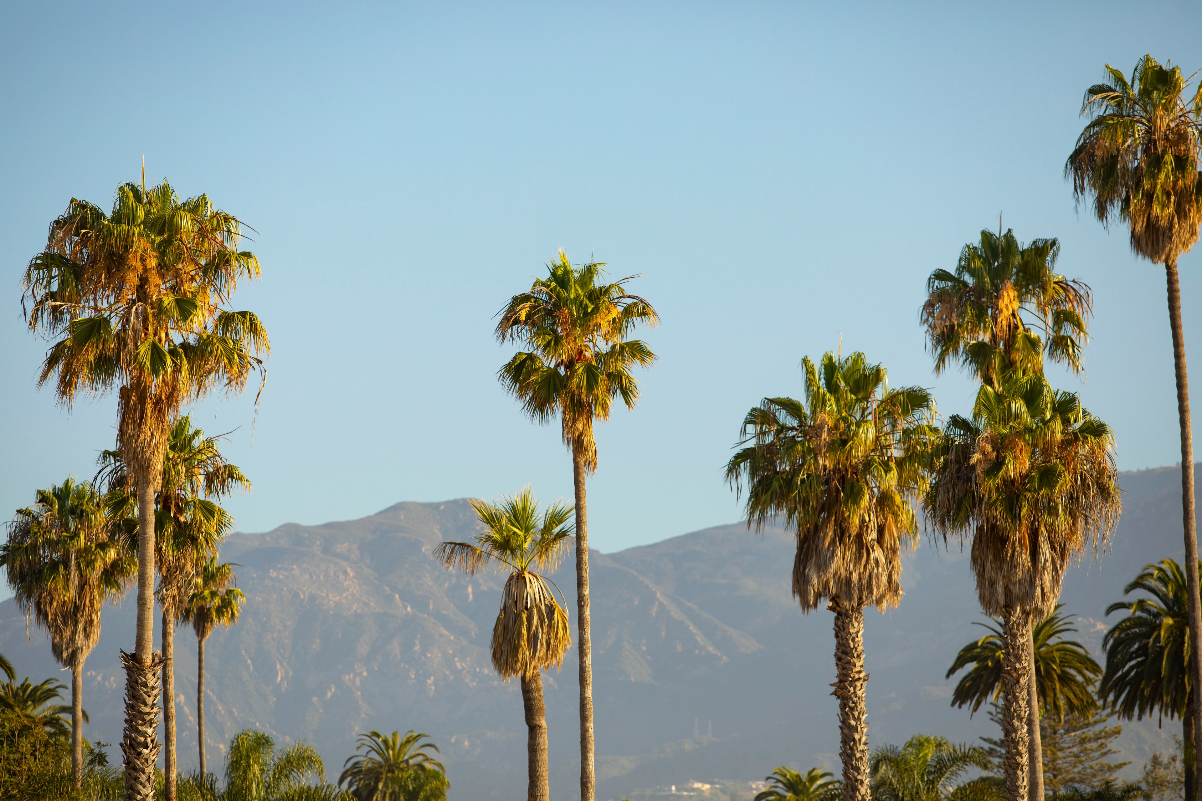 Palm Desert