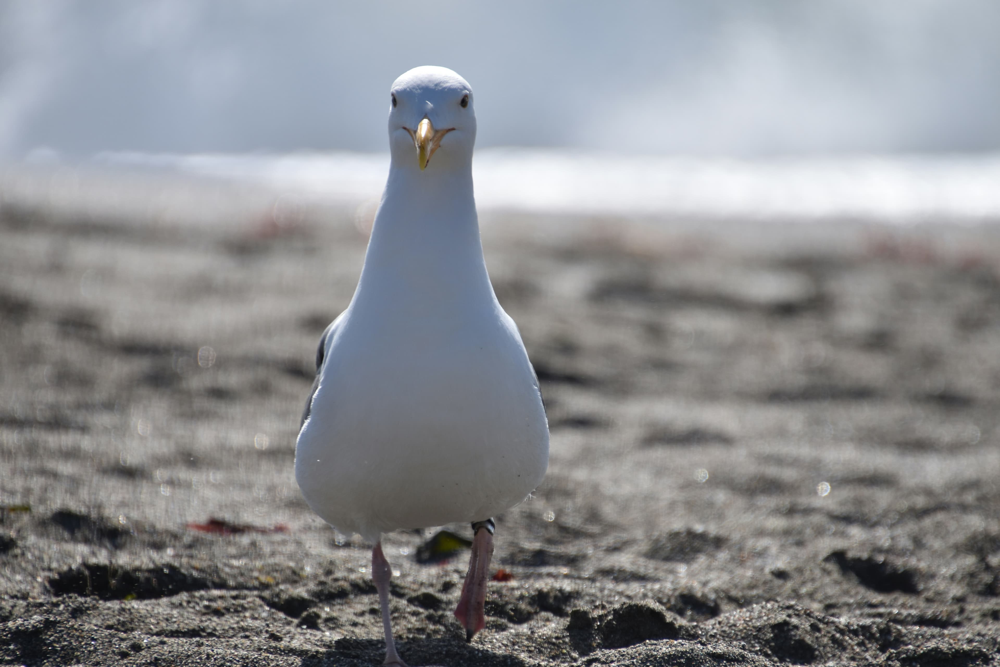 Dillon Beach, California: A Hidden Coastal Getaway Near Tomales Bay