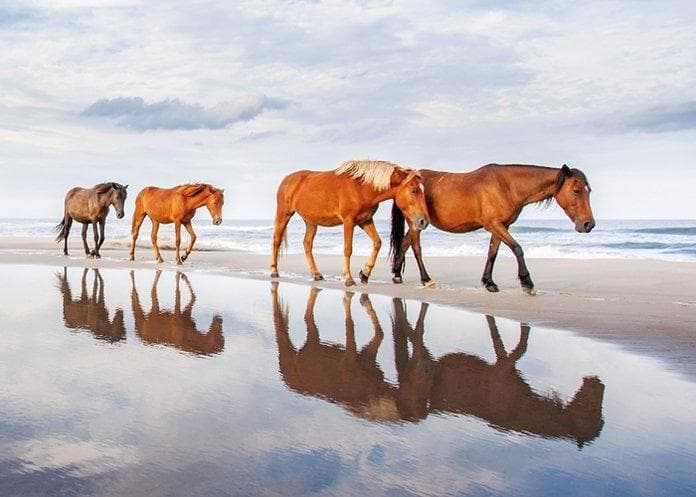 Outer Banks, North Carolina: Beach Towns, Vacation Rentals & Things to Do