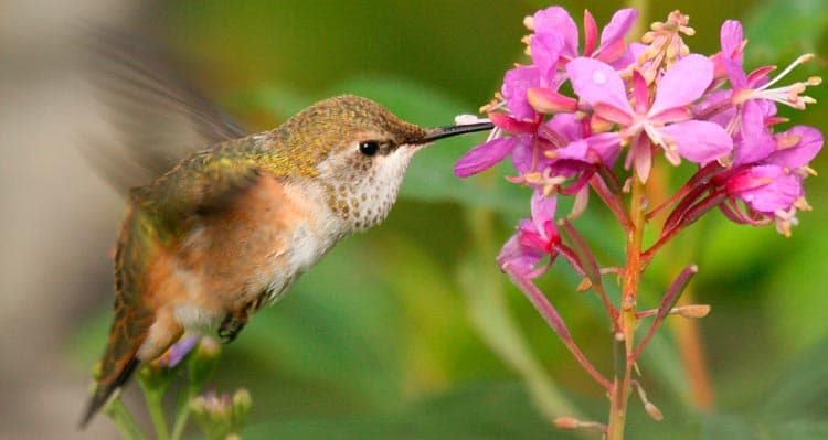 Birds of Fox Island: Connecting to Alaska Wildlife in Kenai Fjords