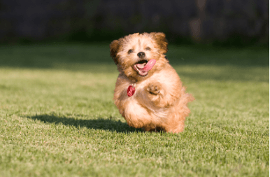 Lakes Area Dog Park
