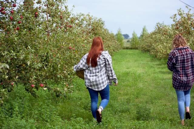 Little Sioux Orchard