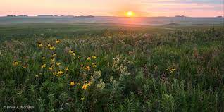 Cayler Prairie State Preserve